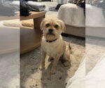 Small #8 Pug Mix