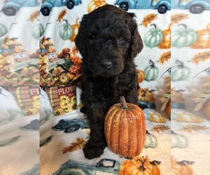 Goldendoodle Puppy for Sale in KERENS, Texas USA