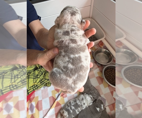 Medium Photo #19 English Bulldog Puppy For Sale in OZARK, AL, USA