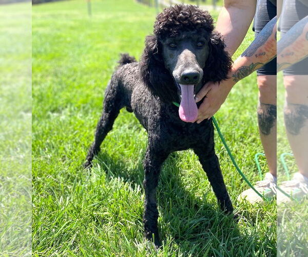 Medium Photo #3 Poodle (Standard) Puppy For Sale in Pacolet, SC, USA