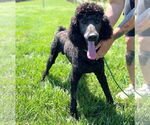 Small #2 Poodle (Standard)