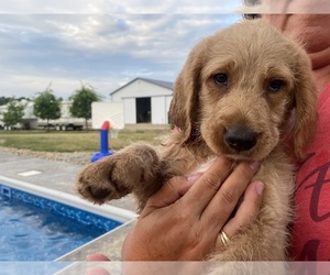 Labradoodle Puppy for sale in TIRO, OH, USA