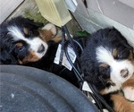 Small #4 Bernese Mountain Dog