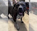 Small #6 American Pit Bull Terrier Mix
