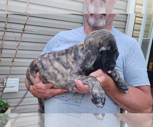 Mastiff Puppy for sale in OTTAWA, KS, USA
