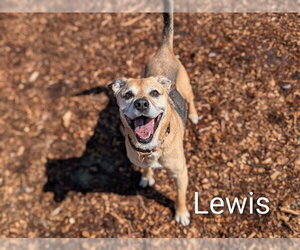 LEWIS - Male German Shepherd Dog-Unknown Mix Dog for Adoption - Photo #3