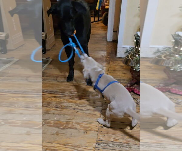 Medium Photo #3 Labrador Retriever-Unknown Mix Puppy For Sale in Sykesville, MD, USA