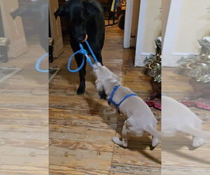 Labrador Retriever-Unknown Mix Dogs for adoption in Sykesville, MD, USA