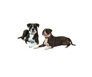 Mother of the Alapaha Blue Blood Bulldog puppies born on 12/28/2025