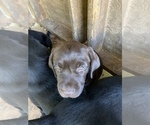 Small Photo #11 Labrador Retriever Puppy For Sale in HOWELL, NJ, USA