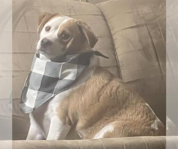 Medium Photo #1 Beagle-Unknown Mix Puppy For Sale in San Antonio, TX, USA