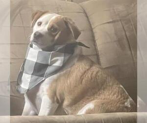 Beagle-Unknown Mix Dogs for adoption in San Antonio, TX, USA