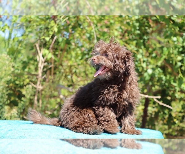 Medium Photo #10 ShihPoo Puppy For Sale in DYERSBURG, TN, USA