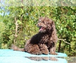 Small #9 ShihPoo