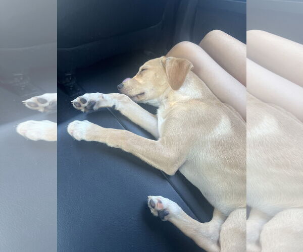 Medium Photo #2 Mutt Puppy For Sale in Cliffwood, NJ, USA