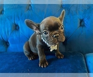 French Bulldog Puppy for sale in DALLAS, TX, USA