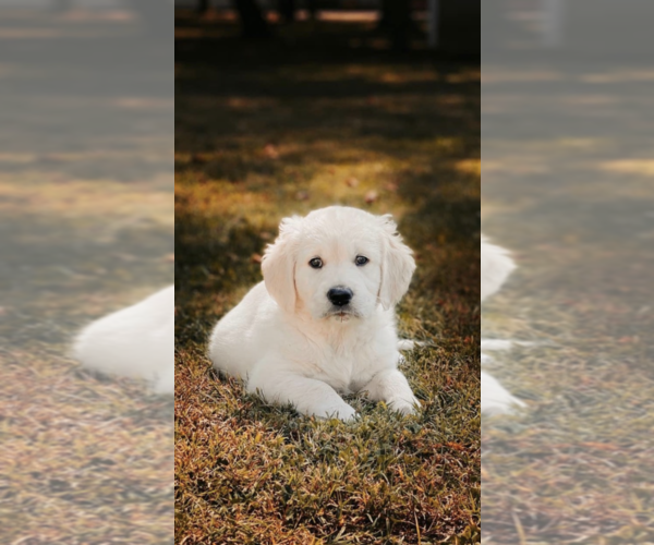 Medium Photo #1 English Cream Golden Retriever Puppy For Sale in GIRARD, KS, USA