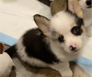 Pembroke Welsh Corgi Puppy for sale in BRANDON, FL, USA