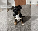 Small #2 Texas Heeler Mix