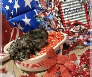 Maltipoo Puppy for sale in ACWORTH, GA, USA