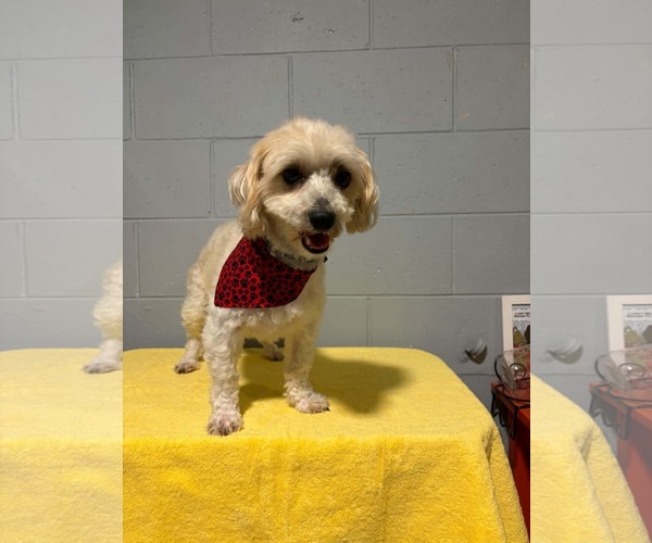 Medium Photo #4 Zuchon Puppy For Sale in Mukwonago, WI, USA