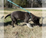 Small #3 Labrador Retriever