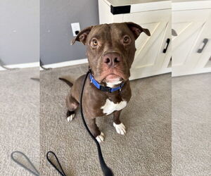Marky Mark - Male American Pit Bull Terrier-Unknown Mix Dog for Adoption - Photo #2