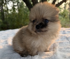 Pomeranian Puppy for sale in HUBERT, NC, USA
