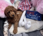 Puppy Sonny Poodle (Toy)
