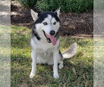 Small #1 Siberian Husky