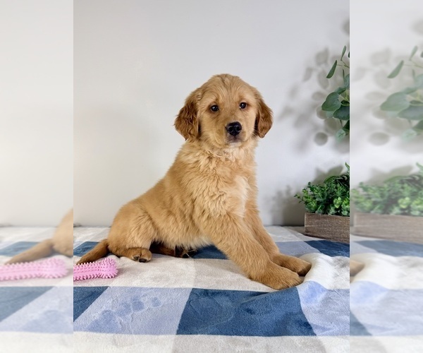 Medium Photo #5 Golden Retriever Puppy For Sale in GREENFIELD, IN, USA