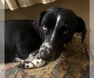 Sky - Female Basset Hound-Unknown Mix Dog for Adoption - Photo #5