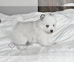 Small Photo #4 Pomsky Puppy For Sale in KANSAS CITY, MO, USA