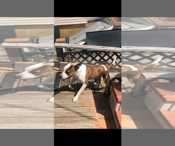 Medium Photo #4 Mutt Puppy For Sale in Cliffwood, NJ, USA