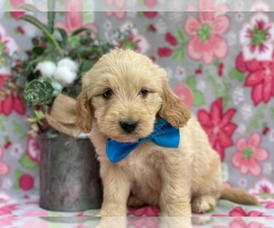 Goldendoodle (Miniature) Puppy for sale in LANCASTER, PA, USA