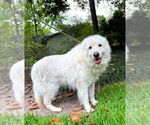 Small #7 Great Pyrenees