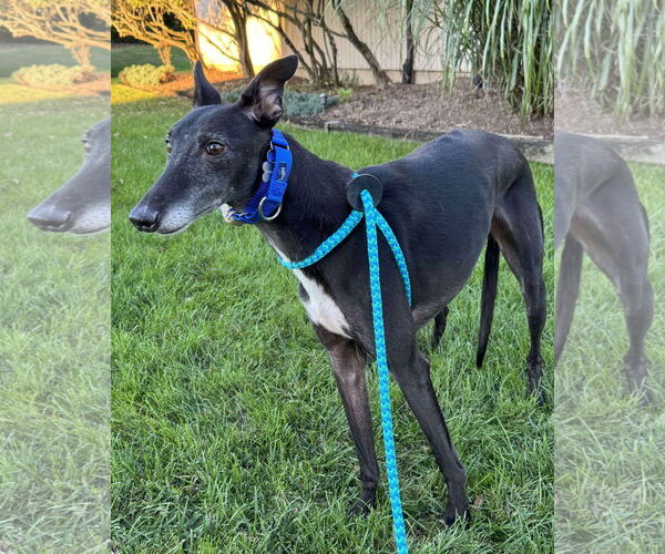 Medium Photo #2 Greyhound Puppy For Sale in Cherry Hill, NJ, USA