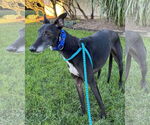 Small #1 Greyhound