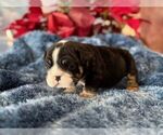 Small #6 English Bulldog