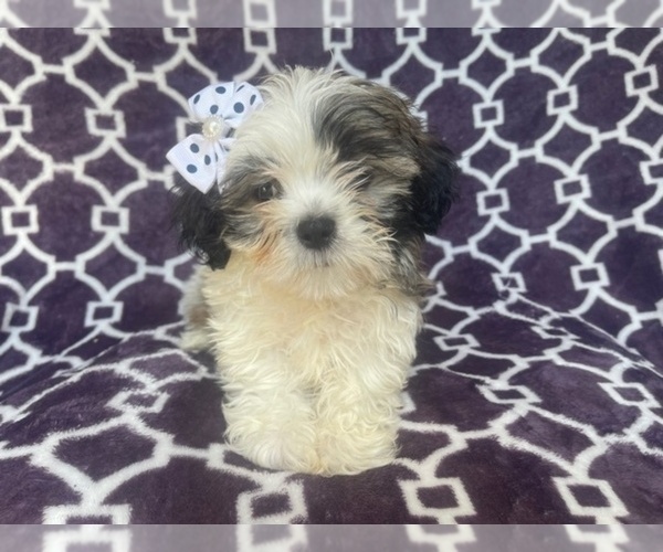 Medium Photo #1 Zuchon Puppy For Sale in LAKELAND, FL, USA