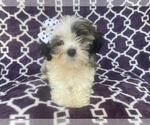 Small Photo #1 Zuchon Puppy For Sale in LAKELAND, FL, USA