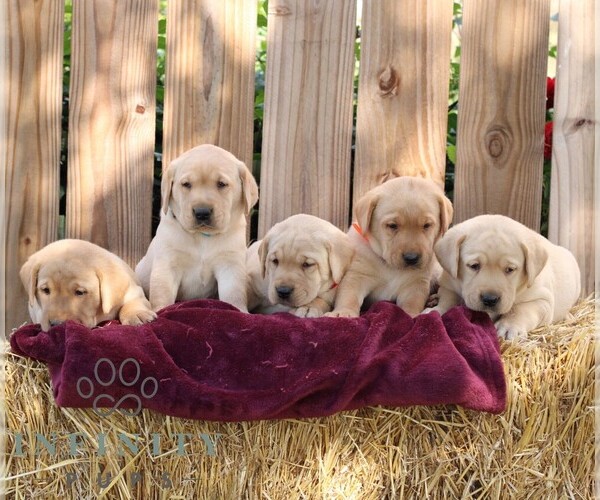 Medium Photo #3 Labrador Retriever Puppy For Sale in SHIPPENSBURG, PA, USA