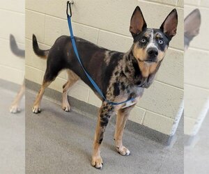 Catahoula Leopard Dog Dogs for adoption in West Valley, UT, USA