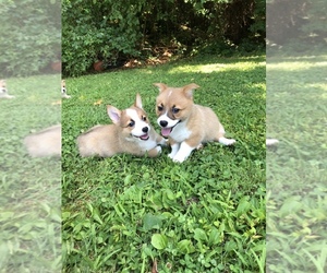 Pembroke Welsh Corgi Puppy for sale in WESTMINSTER, MD, USA