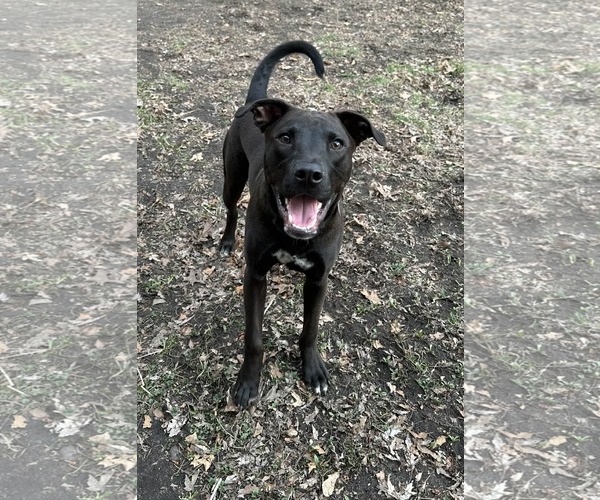 Medium Photo #2 American Pit Bull Terrier-Unknown Mix Puppy For Sale in Minneapolis, MN, USA