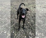 Small #1 American Pit Bull Terrier Mix