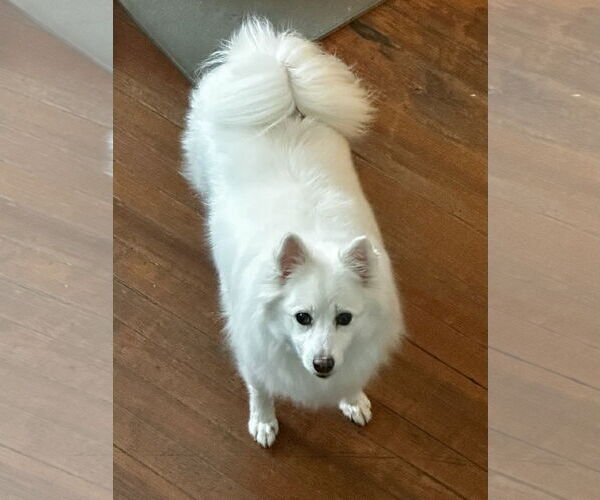 Medium Photo #3 American Eskimo Dog Puppy For Sale in Forest, VA, USA