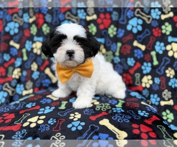 Medium Photo #1 Zuchon Puppy For Sale in LAKELAND, FL, USA