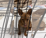 Small #1 Chiweenie
