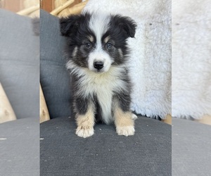 Medium Miniature Australian Shepherd